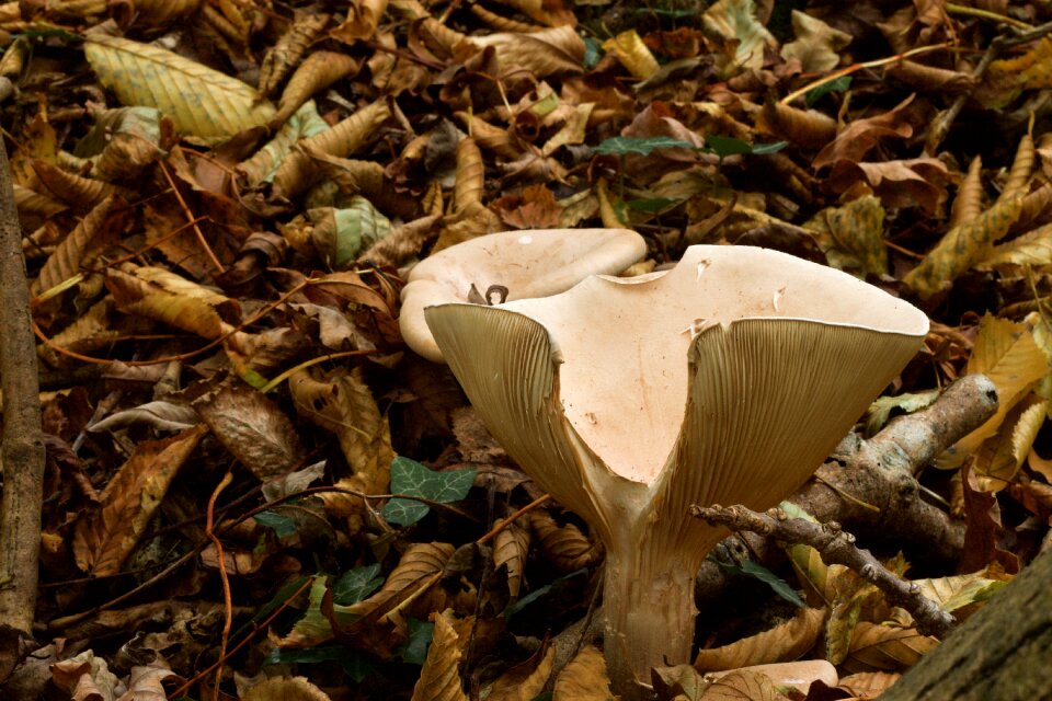 Woods nature seasonal