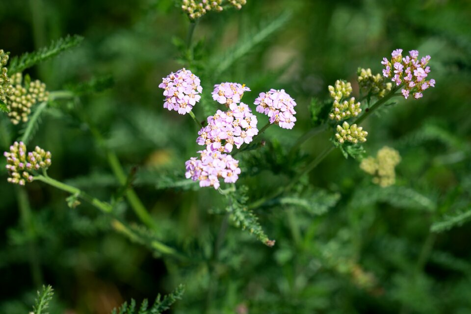 Small flowers nature summer