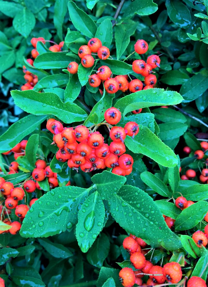 Berries red bright