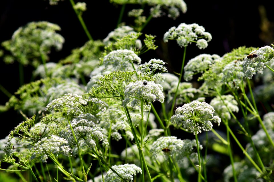 White grassland plants blossom