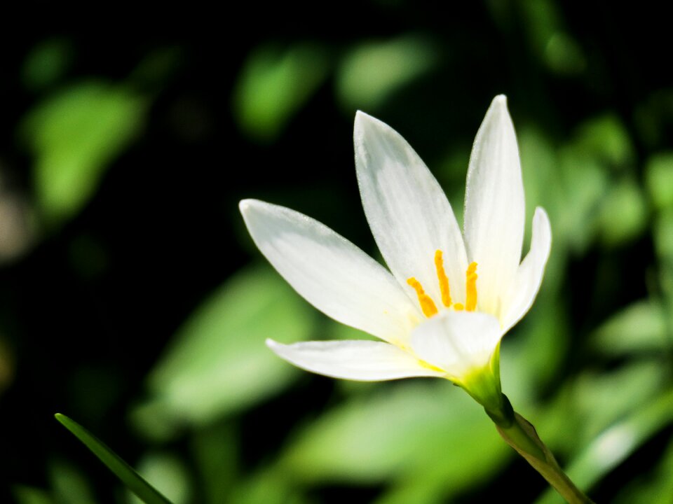 White yellow green