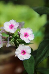 Flowers garden perennial