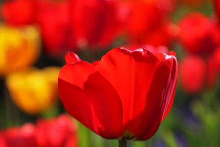 Tulip plant floral