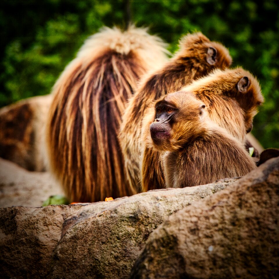 Primates animal world close up