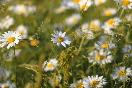 Blossom spring perennial herb photo