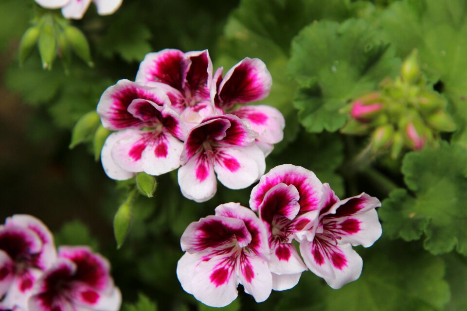 Pelargonium flowers balcony