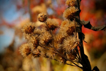 Flying seeds inflorescences dry