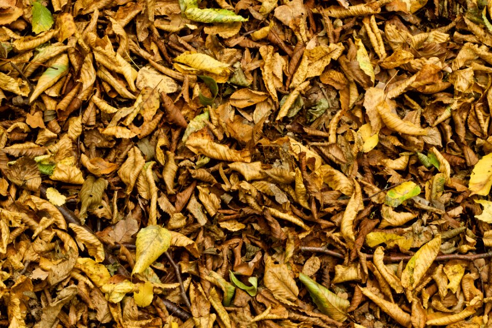 Wood floor decay yellow photo