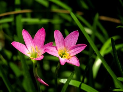 Pink red green herbaceous photo