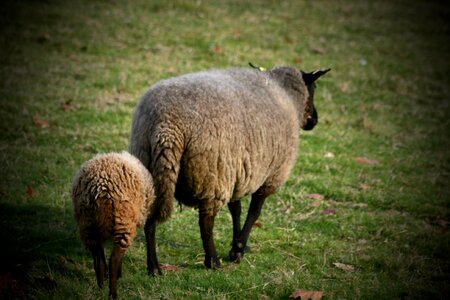 Mother sheep lamb pasture photo