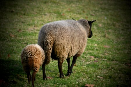 Mother sheep lamb pasture