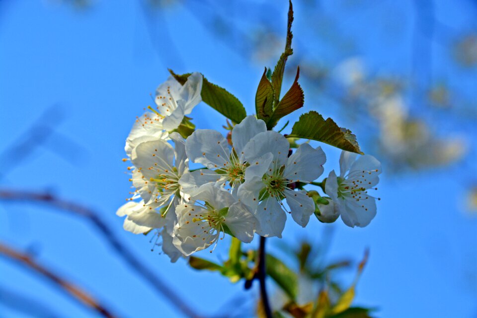 Fruit plant nature