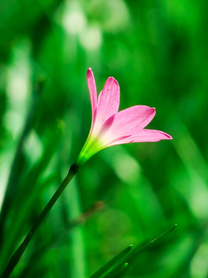 Pink red green herbaceous