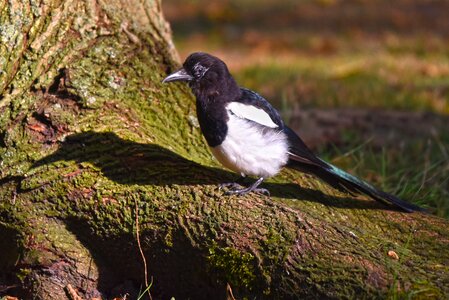 Wildlife feather plumage photo