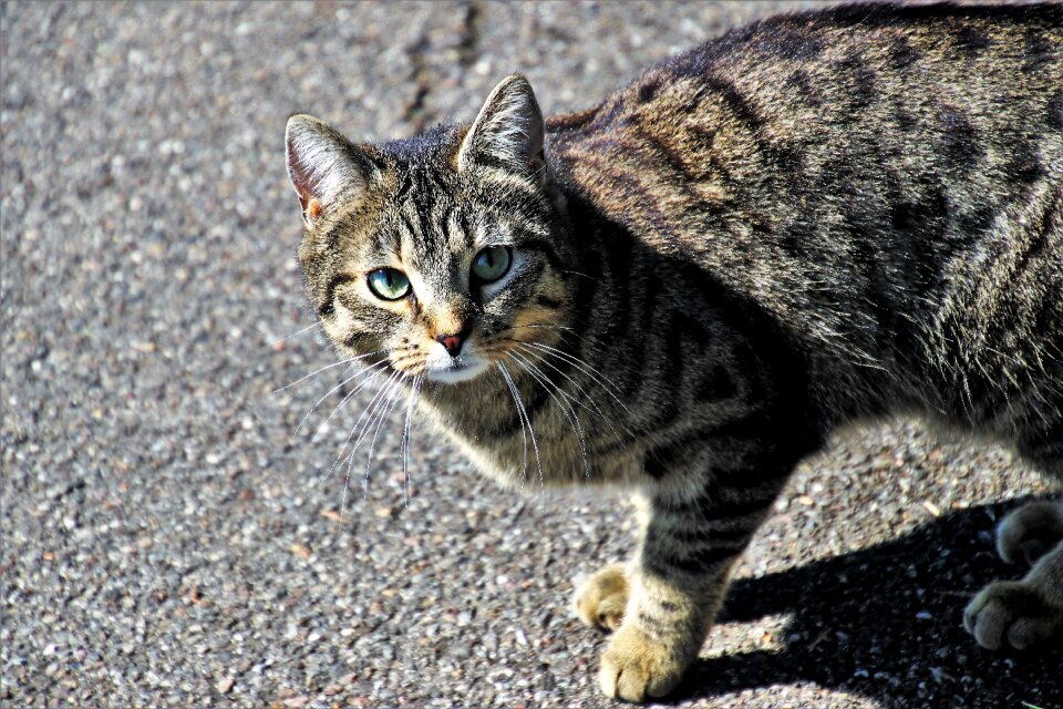 Mammals pets young