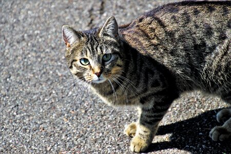 Mammals pets young photo