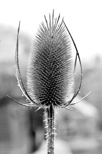 Silhouette dipsacus fullonum spiky
