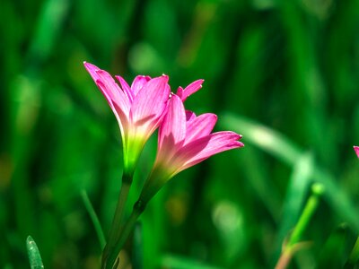 Pink red green herbaceous photo