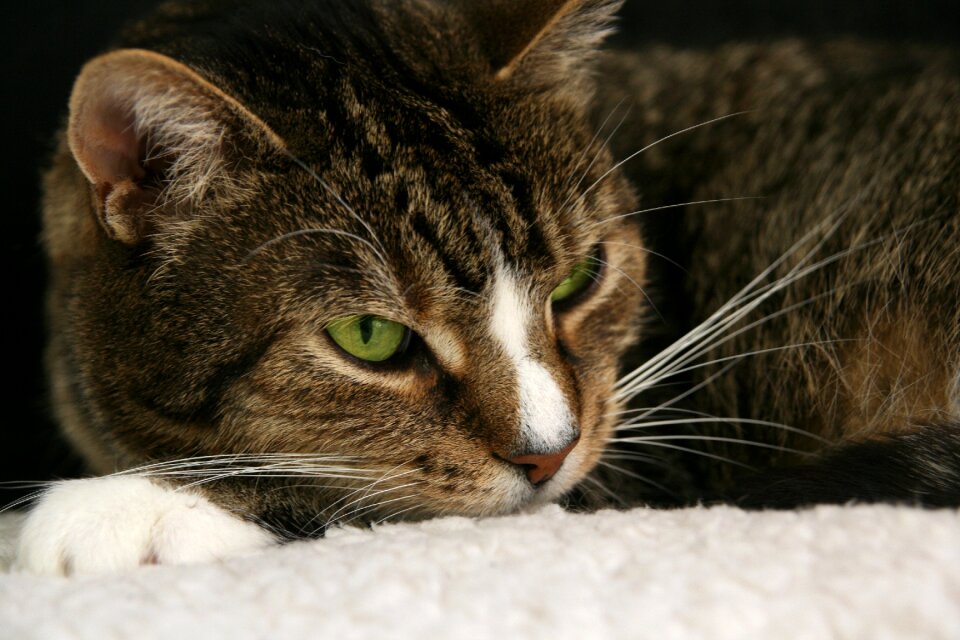 Whiskers mackerel cat face