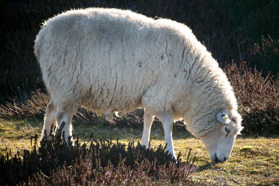 Ruminant wool sheep dike landscape