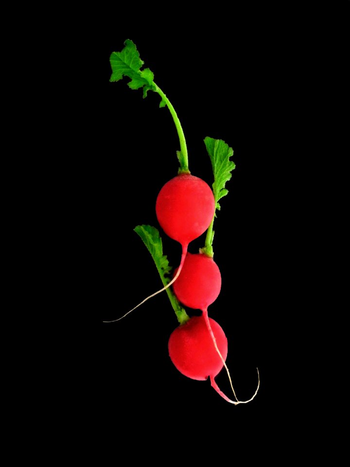 Vegetarian red nutrition