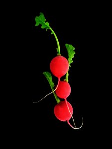 Vegetarian red nutrition