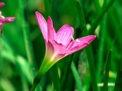 Pink red green herbaceous photo