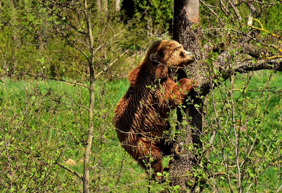 Nature park wild animal furry