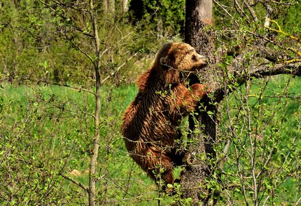 Nature park wild animal furry