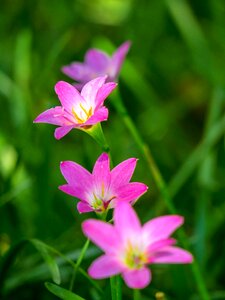 Pink red green herbaceous photo