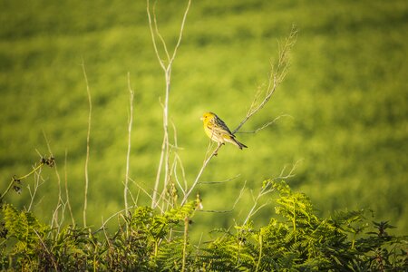 Lawn birds outdoors