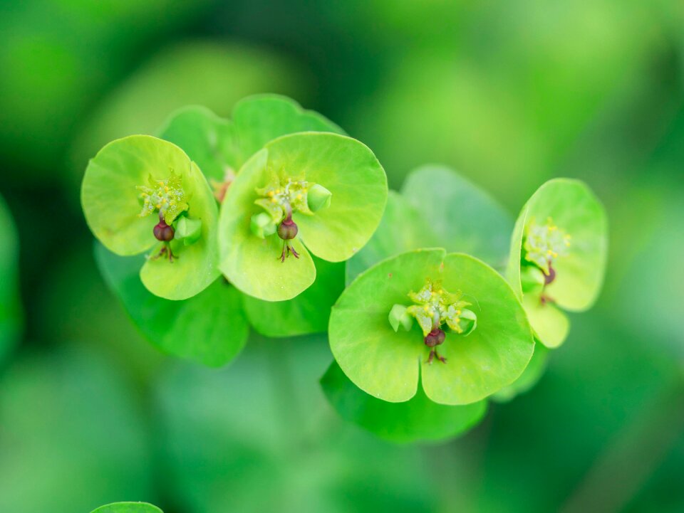 Flower hellebore close up