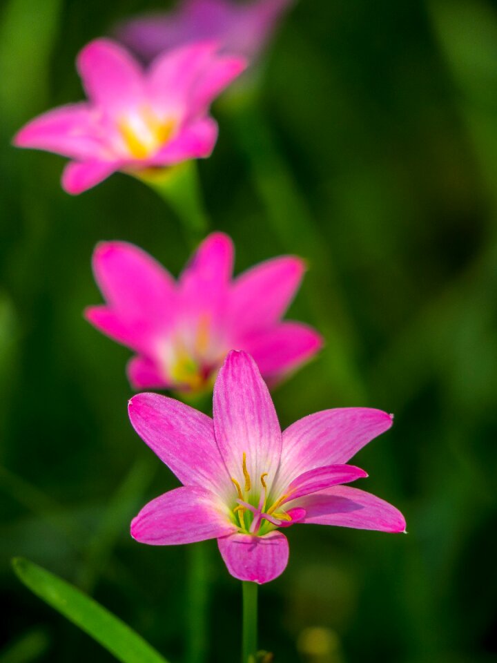 Pink red green herbaceous