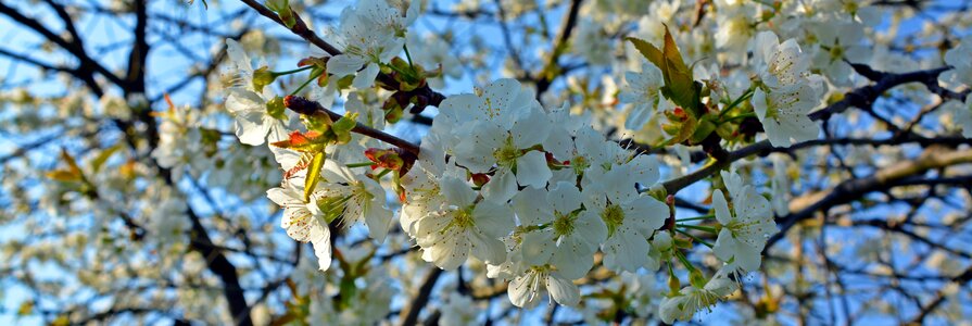 Fruit plant nature