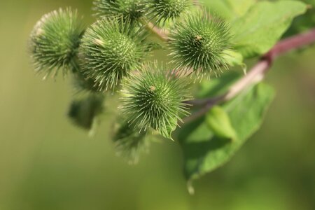 Plant grass close up
