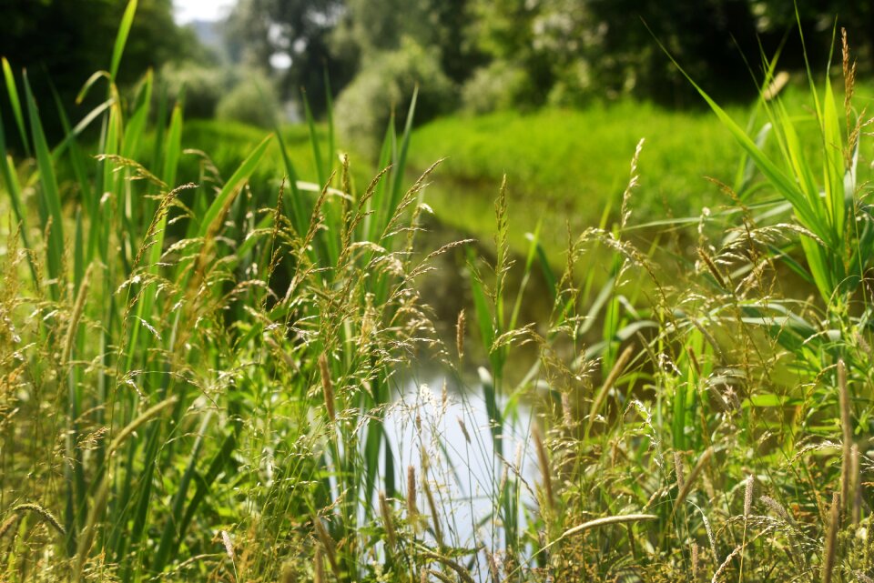 Vegetation grass rushes