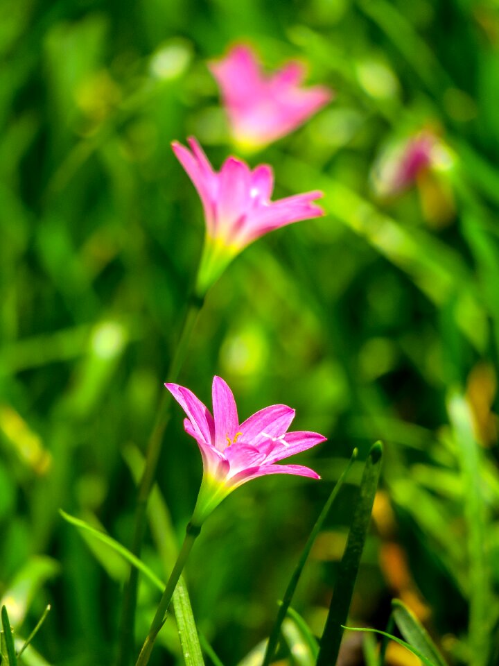 Pink red green herbaceous