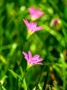 Pink red green herbaceous