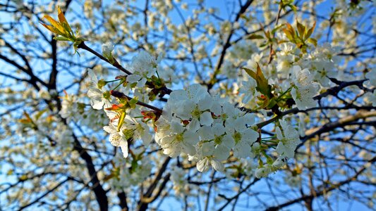 Fruit plant nature