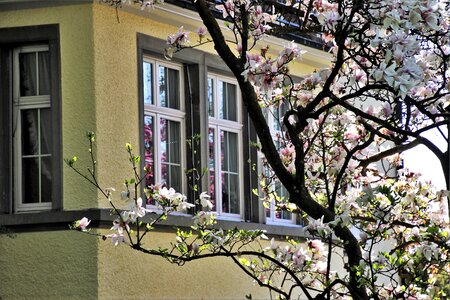 Architecture flower garden photo