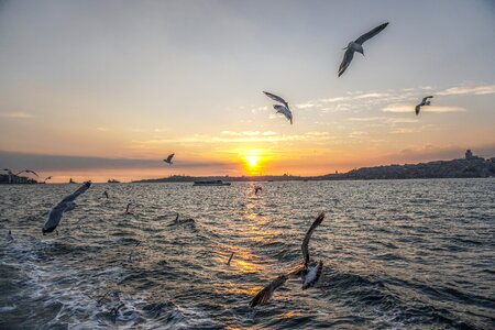Bird birds nature