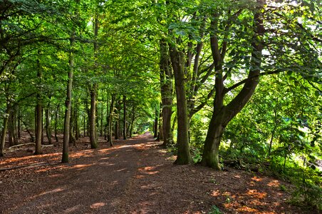 Branches foliage forest floor