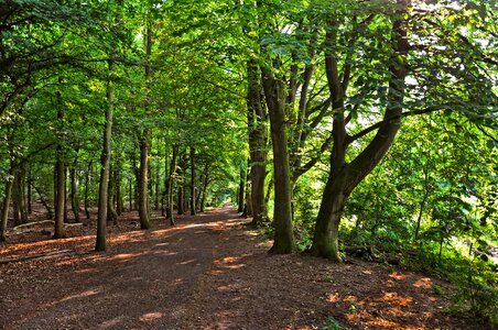 Branches foliage forest floor photo