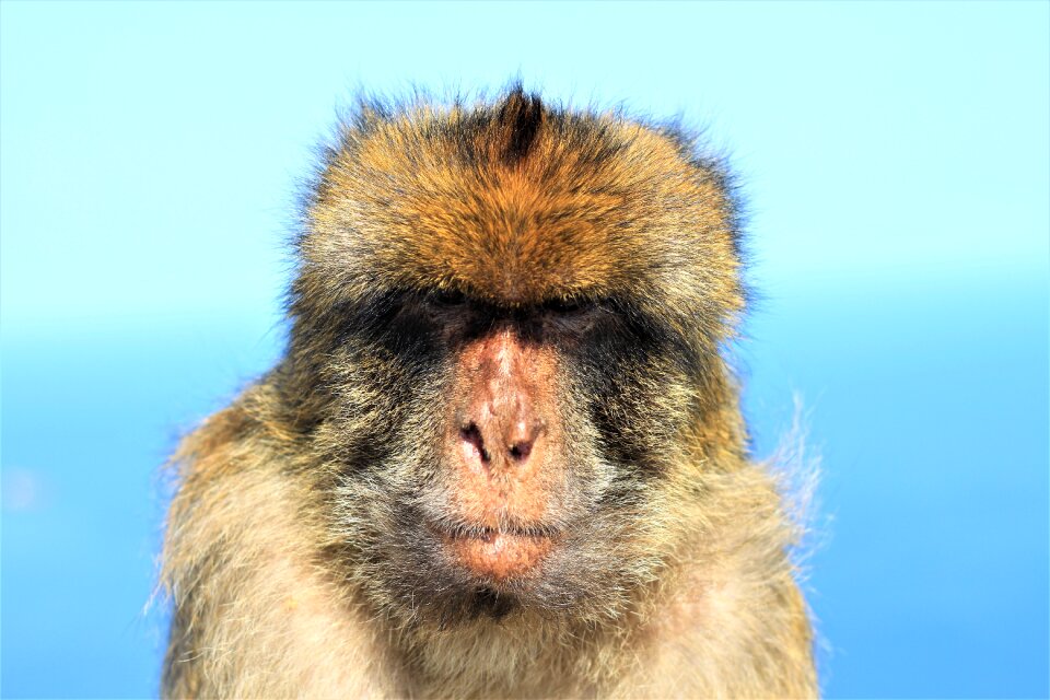 Gibraltar animal world rock