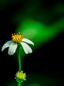 Leaf plant outdoor