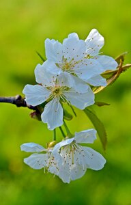 Fruit plant nature
