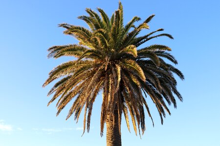 Palm tree blue sky beach photo