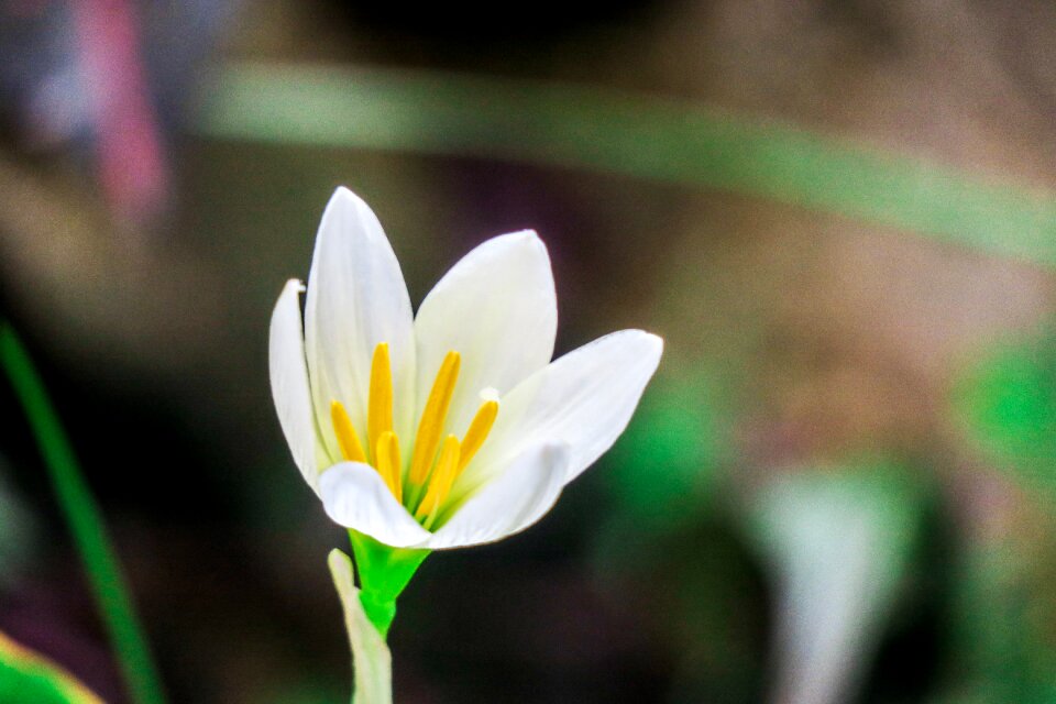 White yellow green