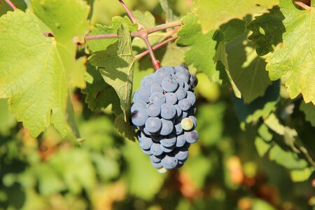 Merlot wine cluster grape vineyard