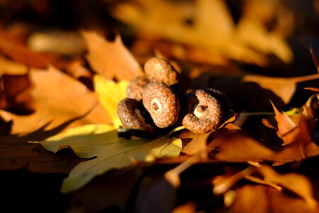 Fall foliage autumn red oak